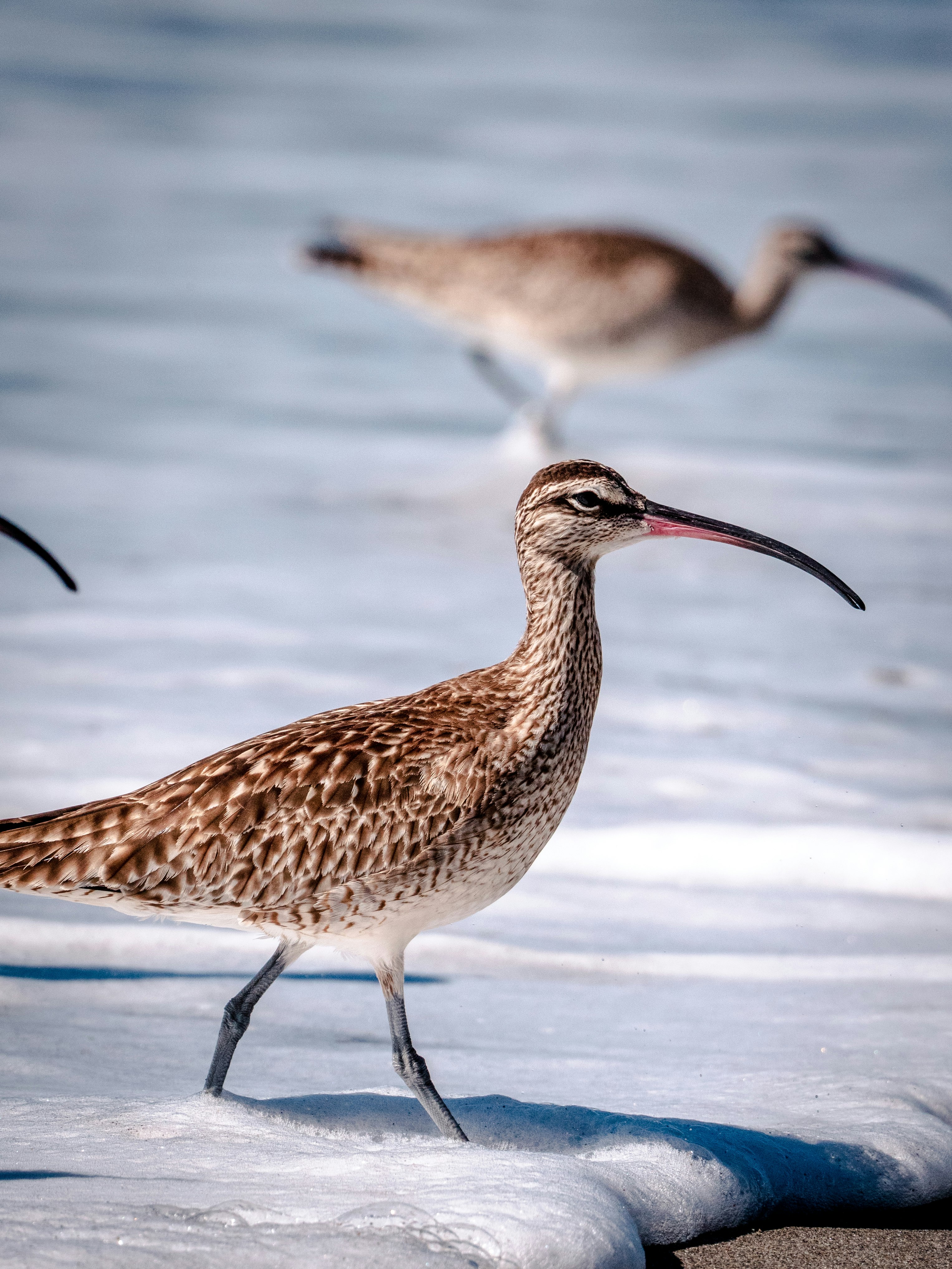 brown bird on white snow during daytime